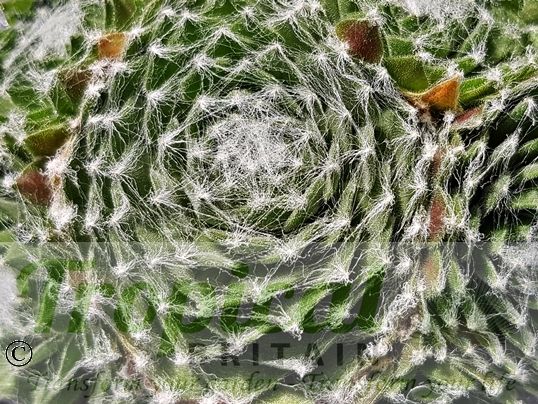 Sempervivum arachnoideum