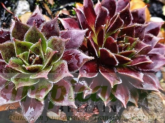 Sempervivum 'Black Beauty'