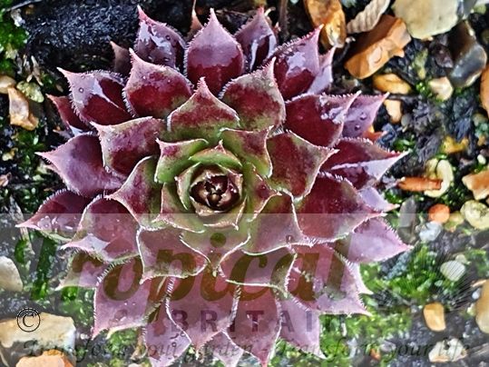 Sempervivum 'Black Beauty'