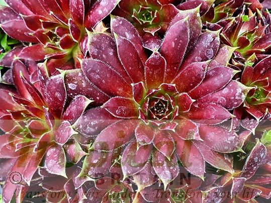Sempervivum 'Black Beauty'