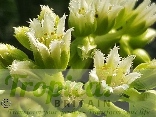 Sempervivum globiferum subsp. allionii