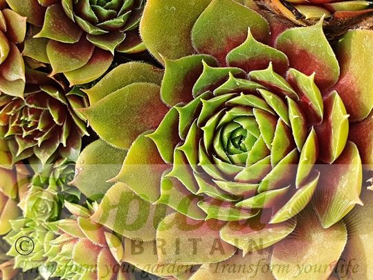 Sempervivum 'Okerwurtz'