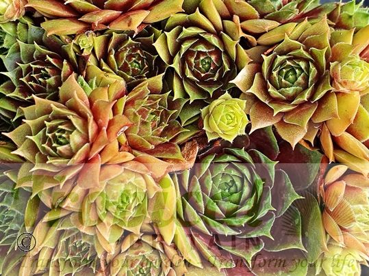 Sempervivum 'Okerwurtz'