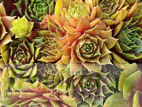 Sempervivum 'Okerwurtz'