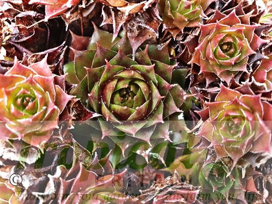 Sempervivum 'Okerwurtz' - winter colouration
