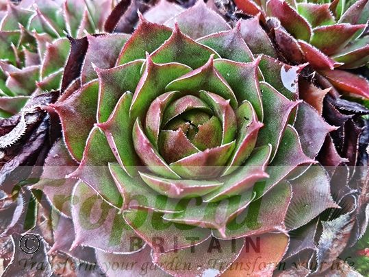 Sempervivum 'Okerwurtz'