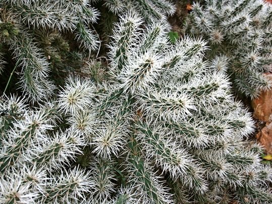 Cylindropuntia tunicata - image (cropped) courtesy of Frank Vincentz, CC BY-SA 3.0 <https://creativecommons.org/licenses/by-sa/3.0>, via Wikimedia Commons