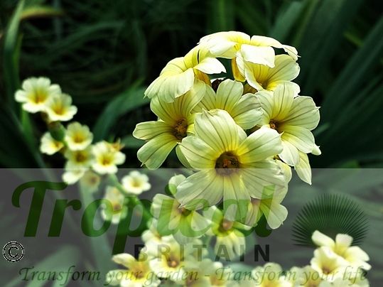 Sisyrinchium striatum