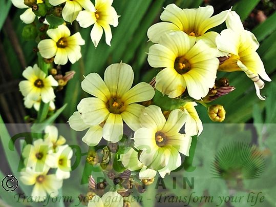Sisyrinchium striatum