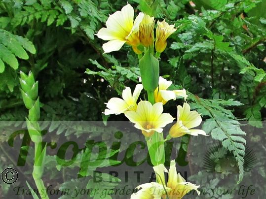 Sisyrinchium striatum