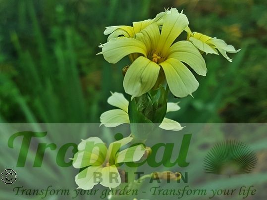 Sisyrinchium striatum