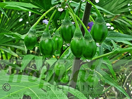 Solanum laciniatum