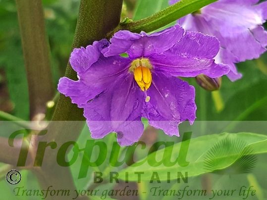 Solanum laciniatum