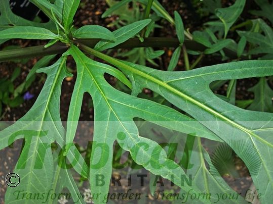 Solanum laciniatum