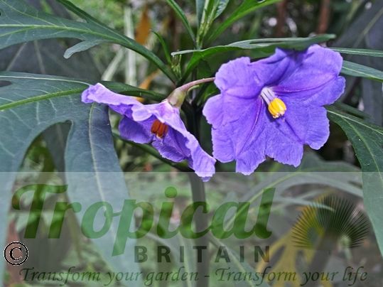 Solanum laciniatum