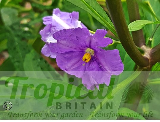 Solanum laciniatum