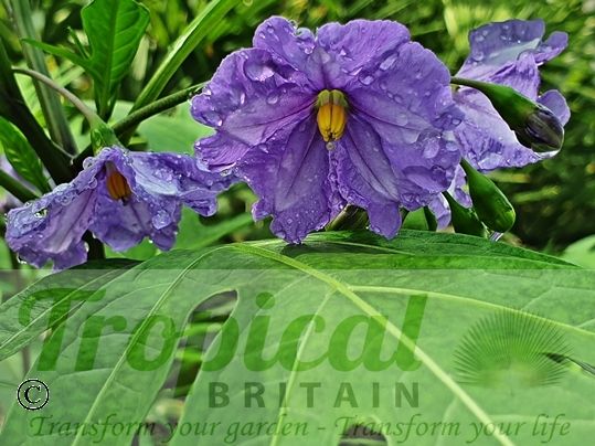 Solanum laciniatum