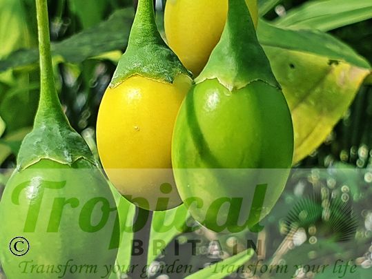 Solanum laciniatum