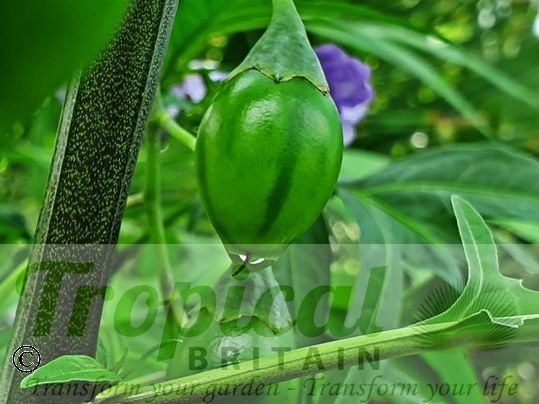 Solanum laciniatum