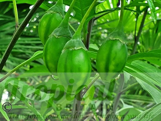 Solanum laciniatum