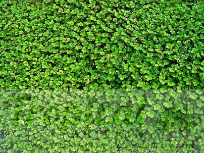 Soleirolia soleirolii