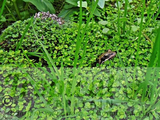 Soleirolia soleirolii - with special guest appearance of Rana temporaria...plus a few weeds...