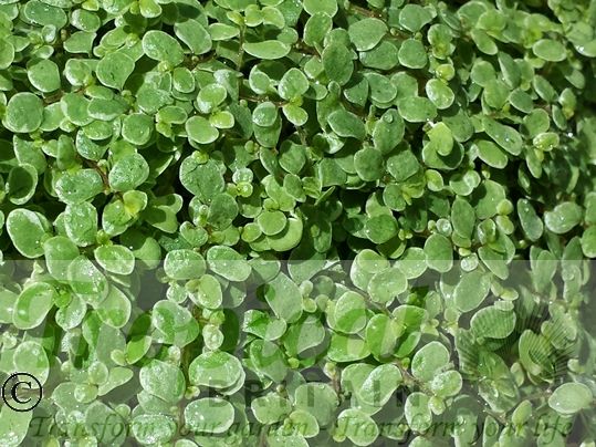 Soleirolia soleirolii 'Alba'