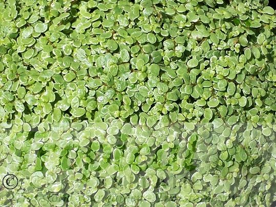 Soleirolia soleirolii 'Alba'