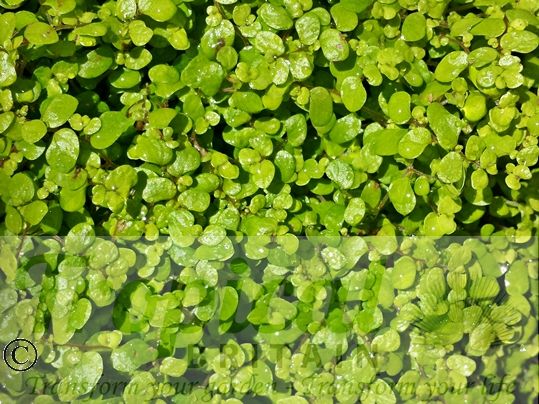 Soleirolia soleirolii 'Aurea'