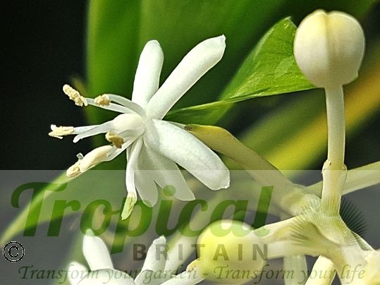 Speirantha gardenii