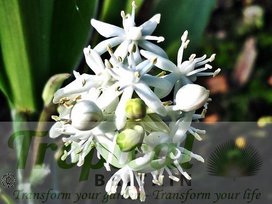 Speirantha gardenii