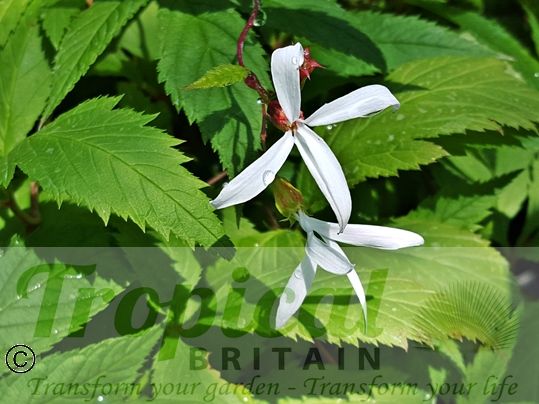 Gillenia trifoliata