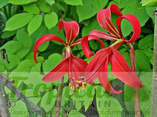 Sprekelia formosissima