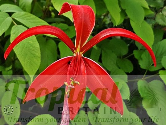 Sprekelia formosissima
