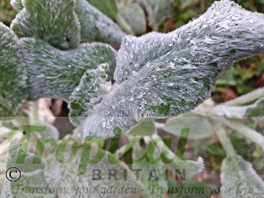 Stachys byzantina 'Silver Carpet'