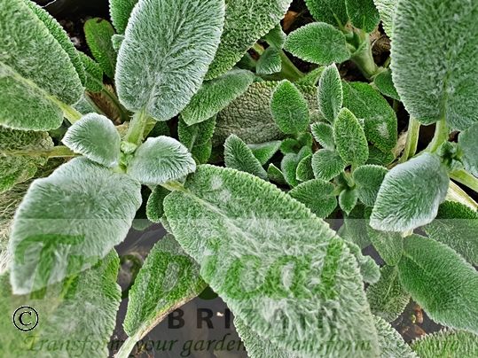 Stachys byzantina 'Silver Carpet' - new growth is more green