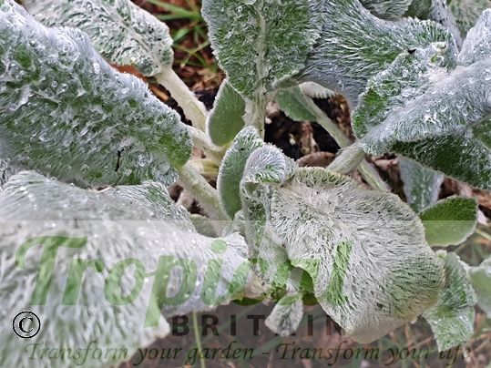 Stachys byzantina 'Silver Carpet'
