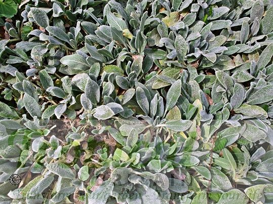 Stachys byzantina 'Silver Carpet'