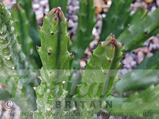 Stapelia divaricata