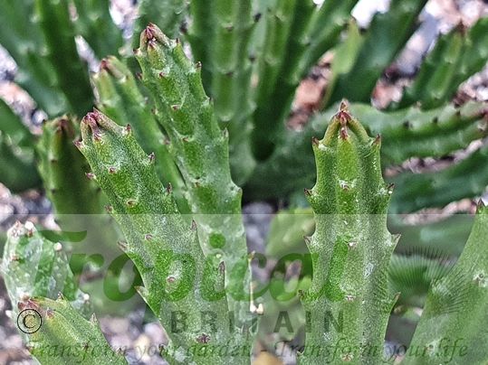 Stapelia divaricata