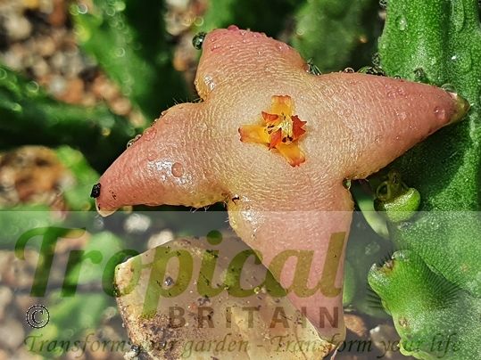 Stapelia divaricata