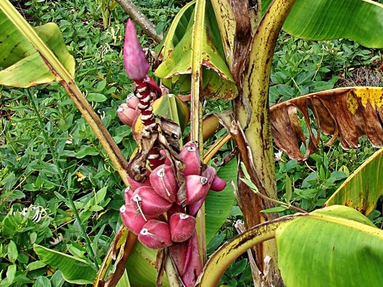 Musa velutina - Image courtesy Forest and Kim Starr: Licence issued under Creative Commons CCBY 3.0 http://www.starrenvironmental.com/imageusepolicy (Image cropped)