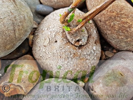 Stephania venosa - new growth appearing after winter dormancy