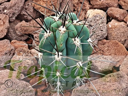 Stetsonia coryne