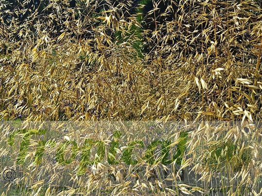 Stipa gigantea