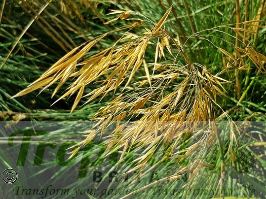 Stipa gigantea