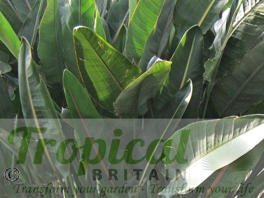 Strelitzia nicolai