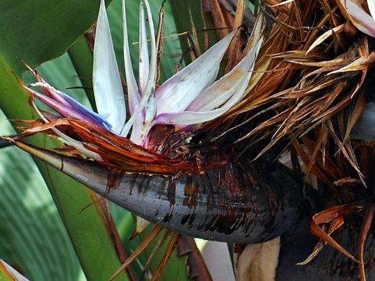 Strelitzia nicolai : Image (cropped) courtesy of Eric in SF [CC BY-SA 3.0 (https://creativecommons.org/licenses/by-sa/3.0)] https://commons.wikimedia.org/wiki/File:Strelitzia_nicolai_3.jpg