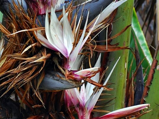 Strelitzia nicolai : Image (cropped) courtesy of Eric in SF [CC BY-SA 3.0 (https://creativecommons.org/licenses/by-sa/3.0)] https://commons.wikimedia.org/wiki/File:Strelitzia_nicolai_3.jpgImage (cropped) courtesy of Eric in SF [CC BY-SA 3.0 (https://creat
