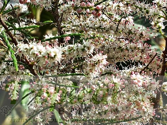 Tamarix chinensis